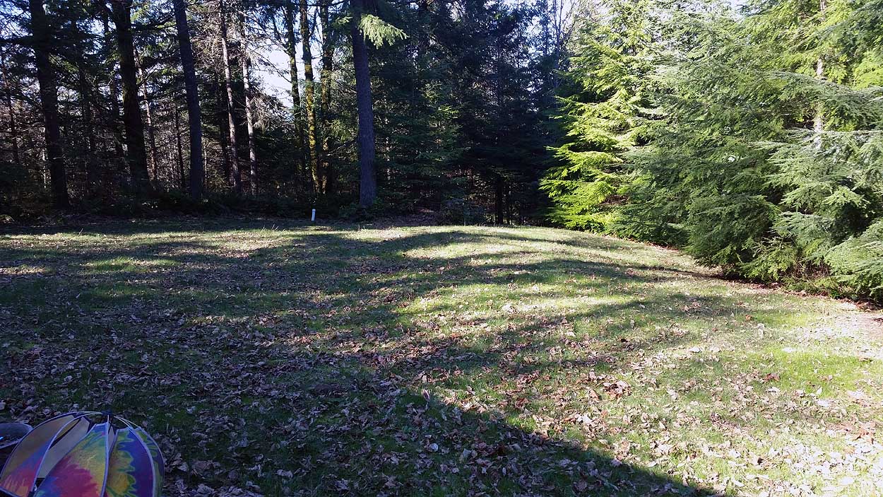 backyard.jpg