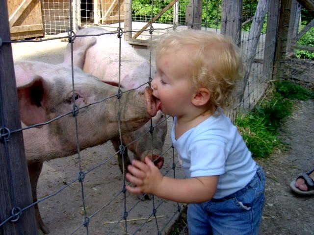 swine_flu.jpg